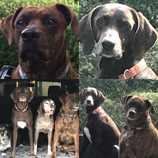 Dog Thumbnail